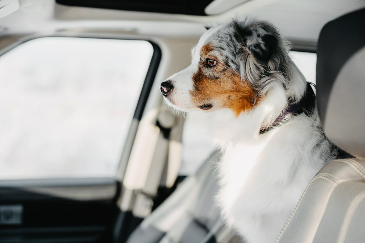 5 Top Pet-friendly Travel Destinations to Explore with Chevrolet